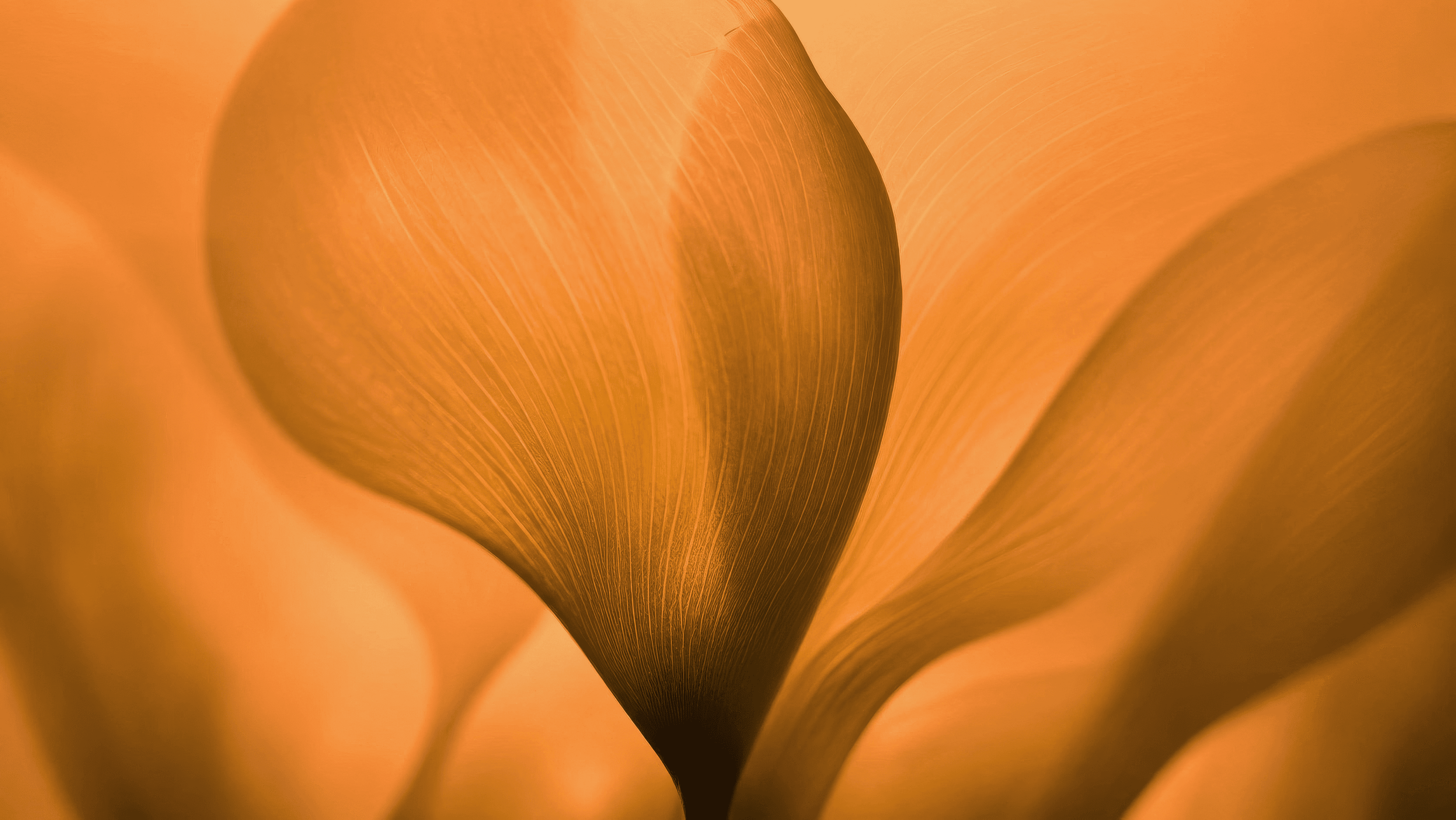 Amber botanical forms opening like leaves